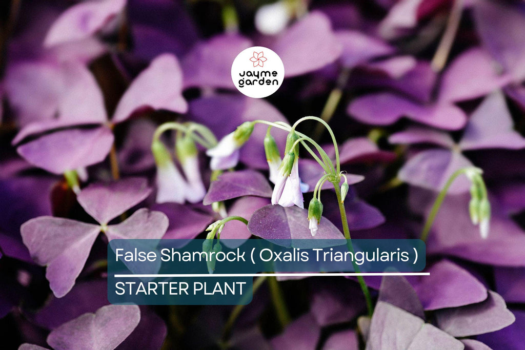 False Shamrock (Oxalis Triangularis) Ornamental Live Plant 10”-20” - Elegant Purple Three-Leaf Foliage for Indoor & Garden Decor