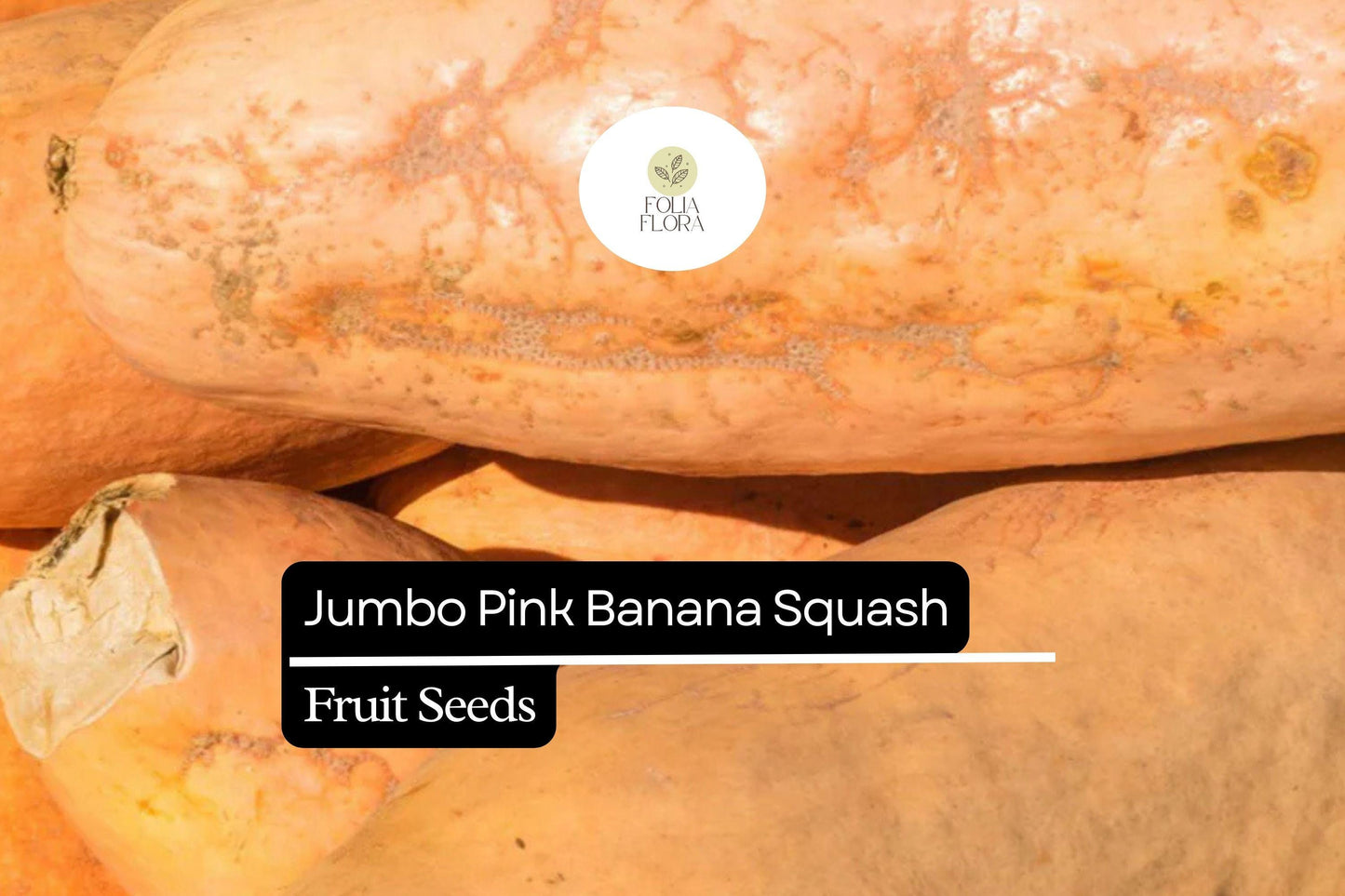 10 Seeds Jumbo Pink Banana Squash (Cucurbita maxima) – Heirloom Variety, Sweet & Versatile
