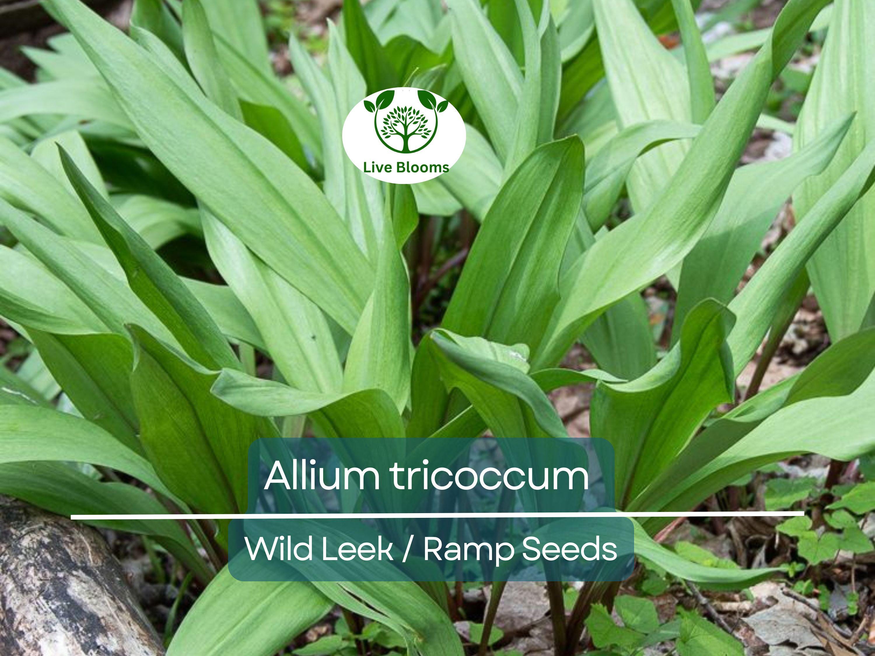 10 Seeds Wild Leek / Ramp Allium tricoccum – Heirloom, Non-GMO, Hardy, Edible Wild Plant, Perfect for Garden, Woodland, and Culinary Use
