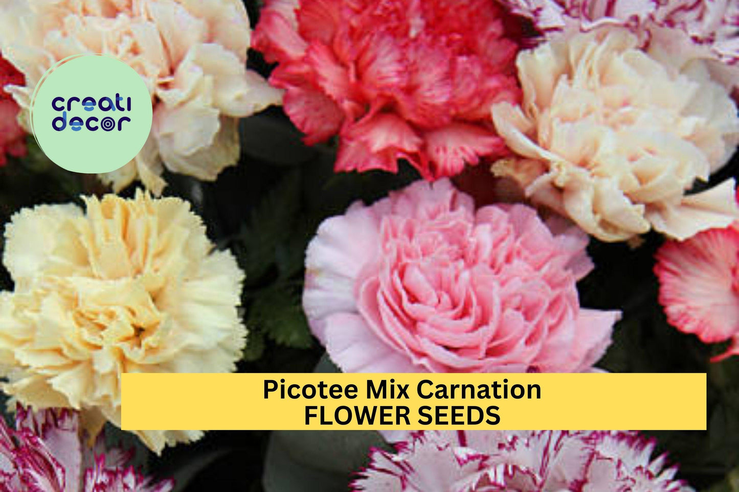 200+ Picotee Mix Carnation Seeds – Ruffled Bi-Color Blooms for Garden Planting, Fragrant Cut Flowers for Beds & Bouquets – USA