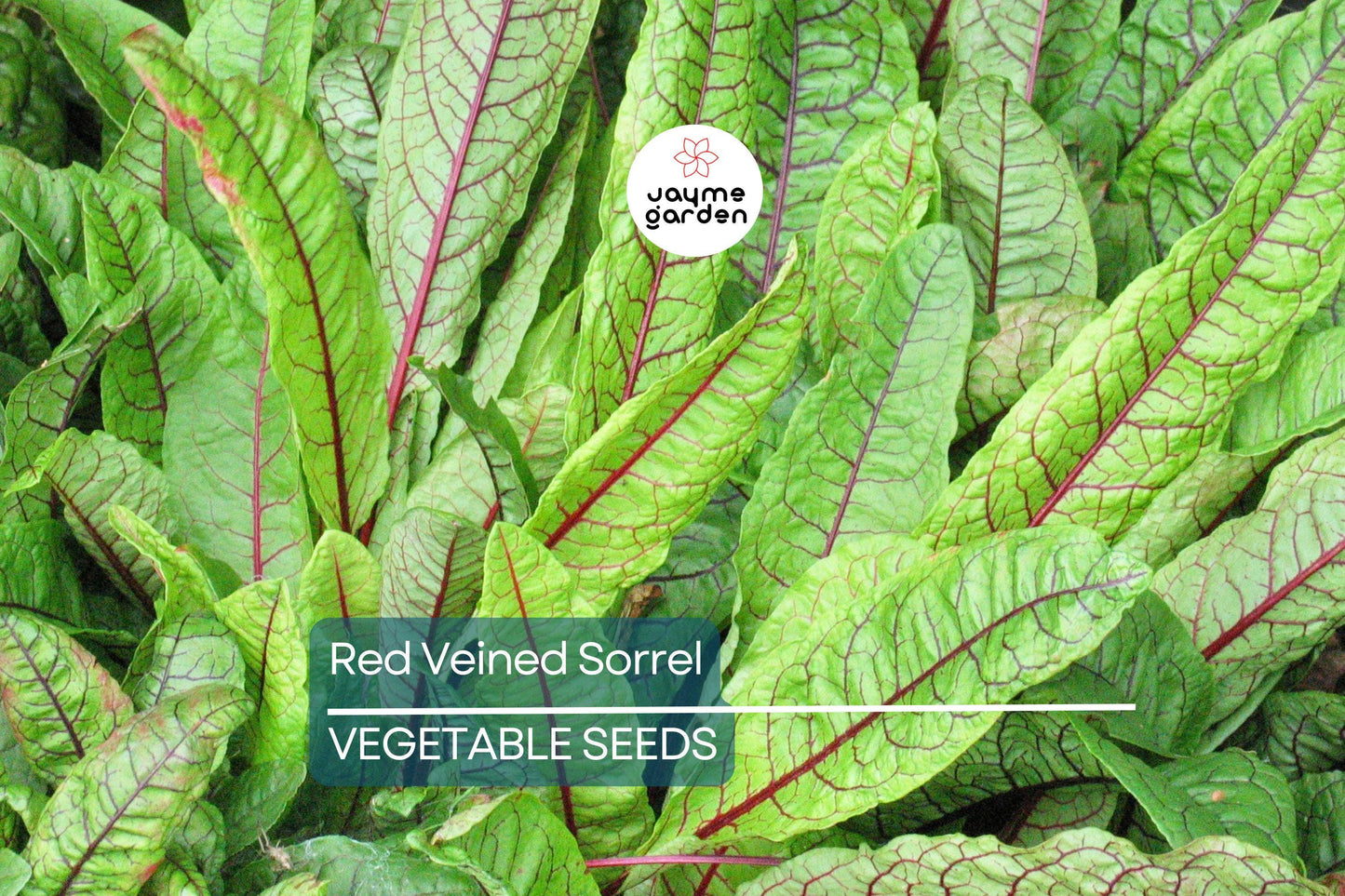 500 Red Veined Sorrel Seeds - Rumex sanguineus, Tangy Heirloom Green for Salads & Garnis