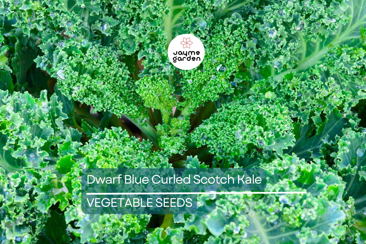 1,500 Dwarf Blue Curled Scotch Kale Seeds – Non-GMO Heirloom, Hardy, Free Shipping