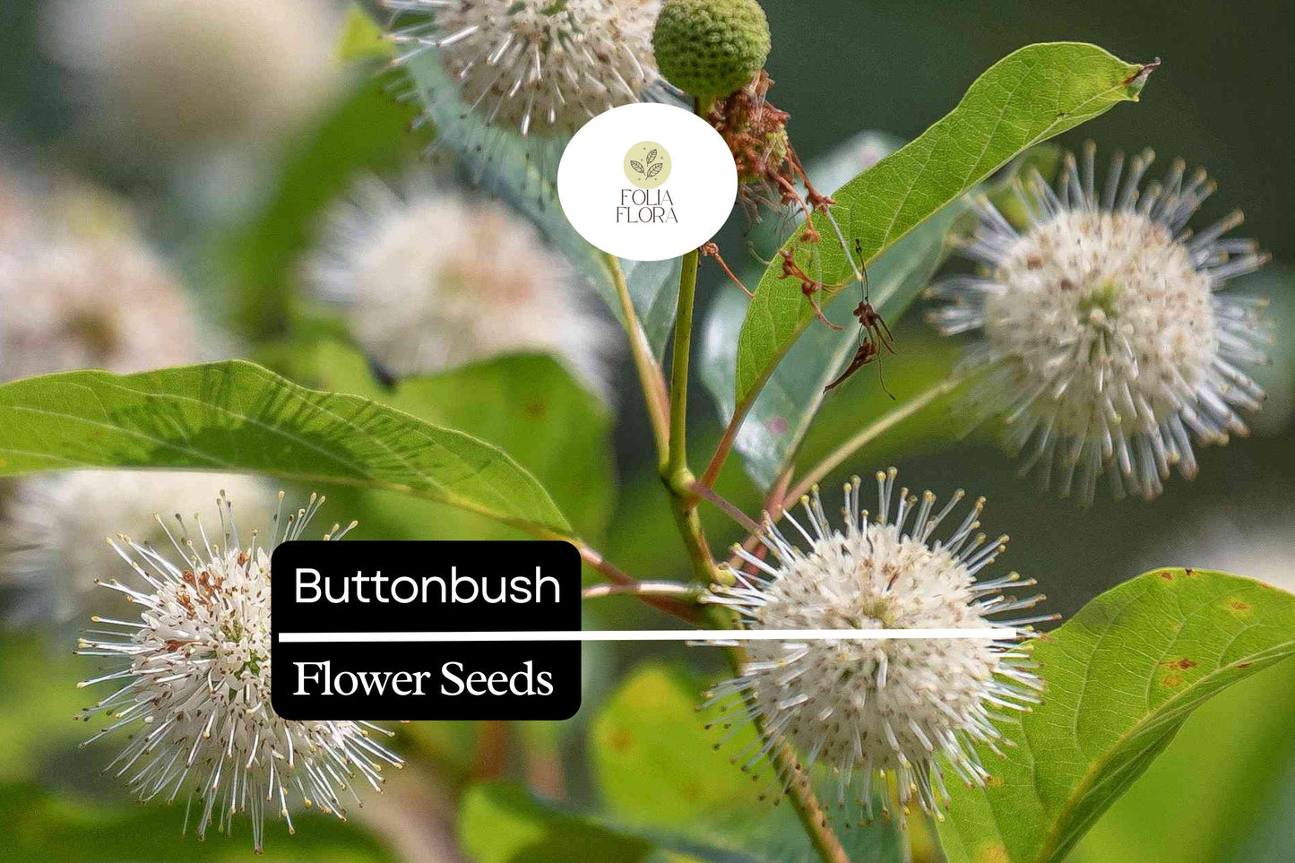 25 Button Bush Seeds | Cephalanthus Occidentalis | Native Shrub for Wetland Gardens, Bees, Butterflies & Wildlife