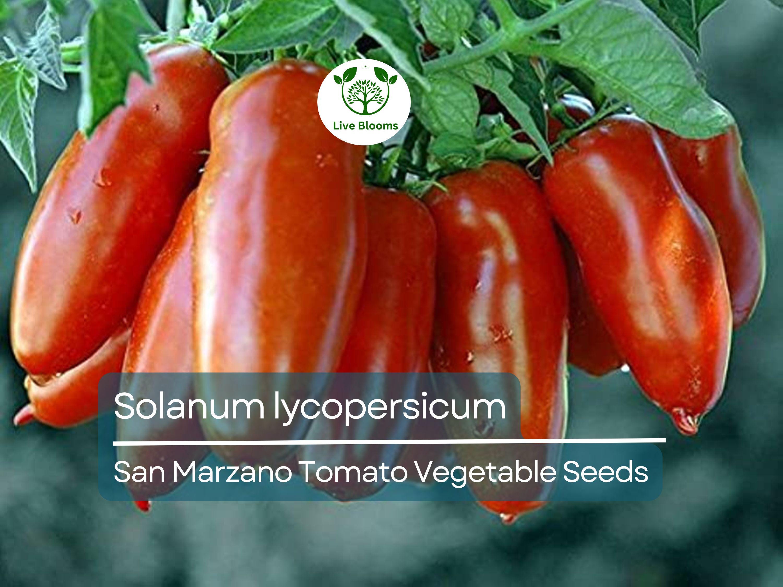 100 mg San Marzano Tomato Seeds - Solanum lycopersicum | Heirloom Italian Paste Tomato for Planting, Gardening & Sauces