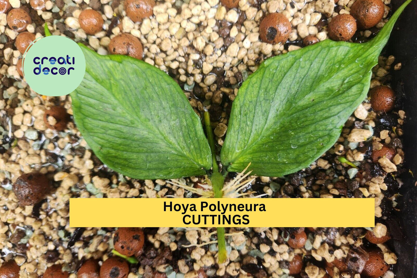 Hoya Polyneura Cutting | 1 Node 2 Leaves Unrooted | Fishtail Hoya Starter Plant | Rare Indoor Vine for Bright Light Spaces