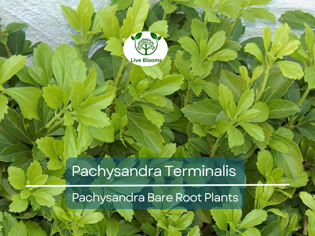 35 Pachysandra Plants – Bare Root Terminalis Spurge – Evergreen Ground Cover – Organic Roots – Shade-Loving Landscape Filler