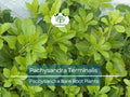 35 Pachysandra Plants – Bare Root Terminalis Spurge – Evergreen Ground Cover – Organic Roots – Shade-Loving Landscape Filler