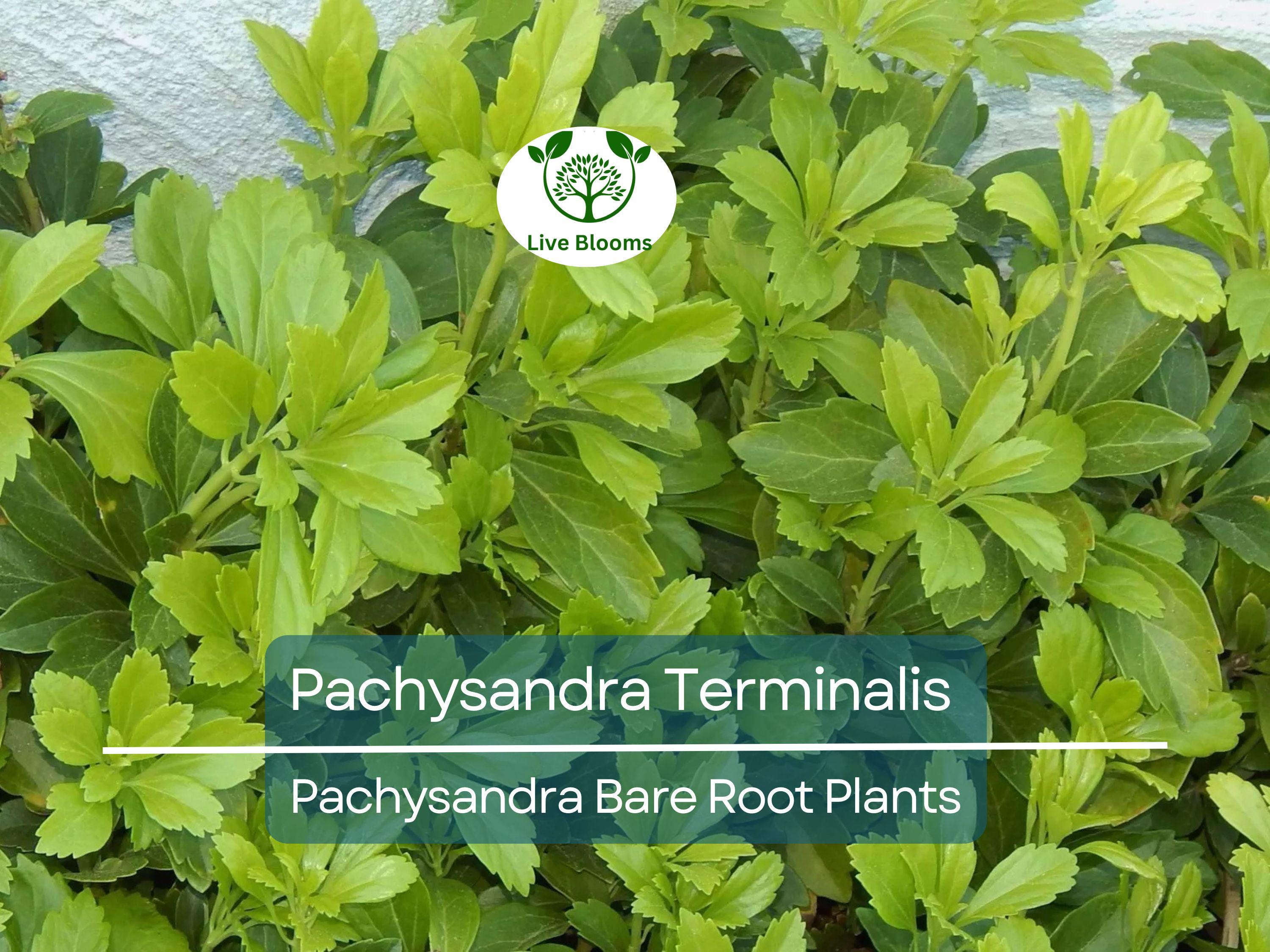 35 Pachysandra Plants – Bare Root Terminalis Spurge – Evergreen Ground Cover – Organic Roots – Shade-Loving Landscape Filler