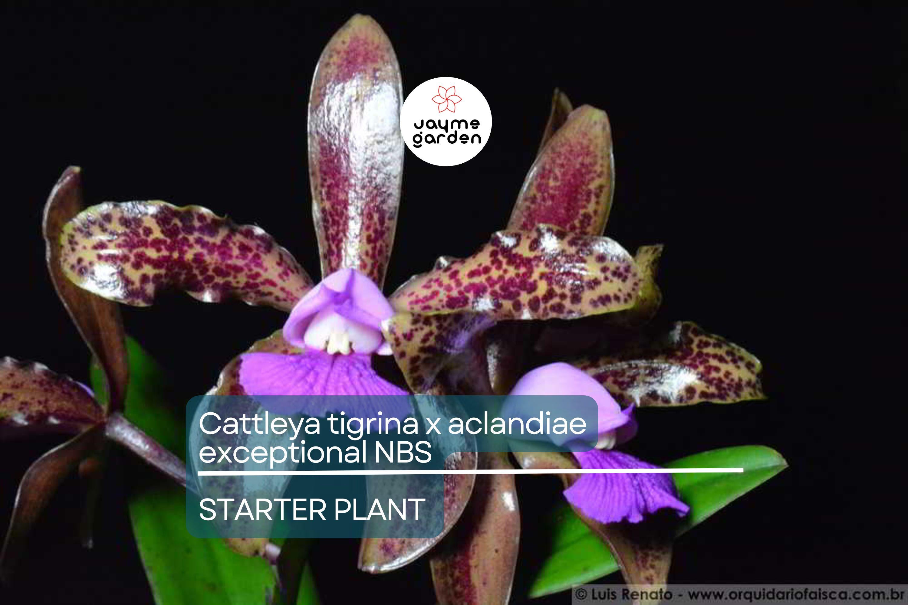 Cattleya Tigrina x Aclandiae NBS Seedling | Compact Orchid Hybrid with Spotted Fragrant Blooms | 3" Pot | Rare Collectors' Plant