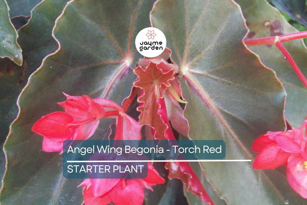 Angel Wing Begonia - Torch Red | Tropical Houseplant in 4" Pot | Vibrant Indoor Plant | Easy Care Live Plant for Home or Office