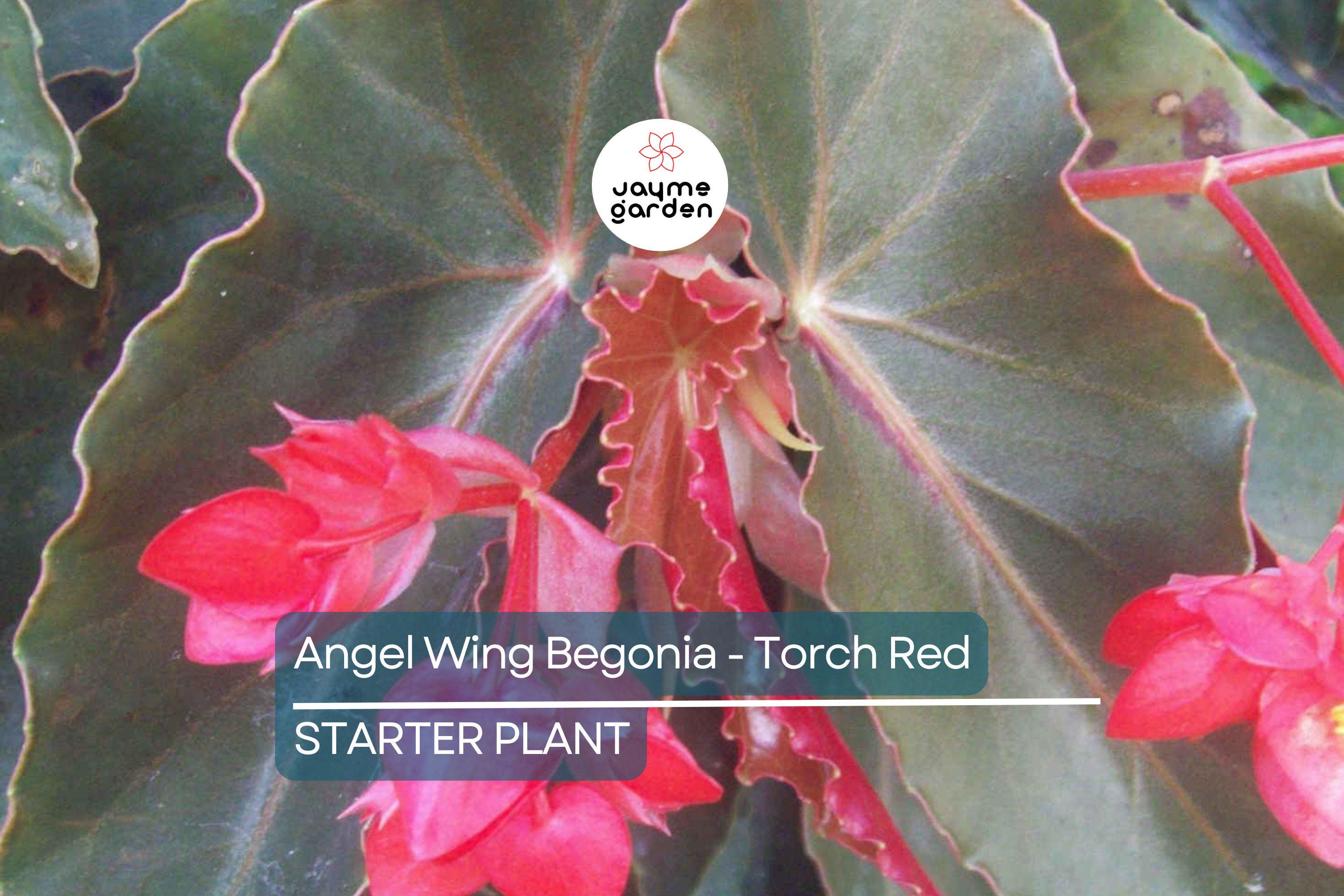 Angel Wing Begonia - Torch Red | Tropical Houseplant in 4" Pot | Vibrant Indoor Plant | Easy Care Live Plant for Home or Office