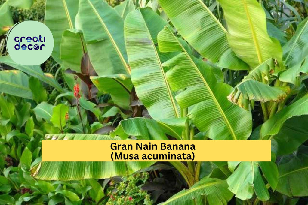 Gran Nain Banana Plant – Musa acuminata Live Rooted Starter, Tropical Fruit Tree Variety, Popular Edible Banana, Fast-Growing Zone 9–11