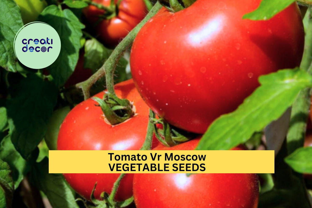 3pcs of 100mg Tomato VR Moscow Seeds – Early Heirloom Variety,Cold Tolerant,Rich Flavor, Great Garden & Container Growing Seeds for Planting