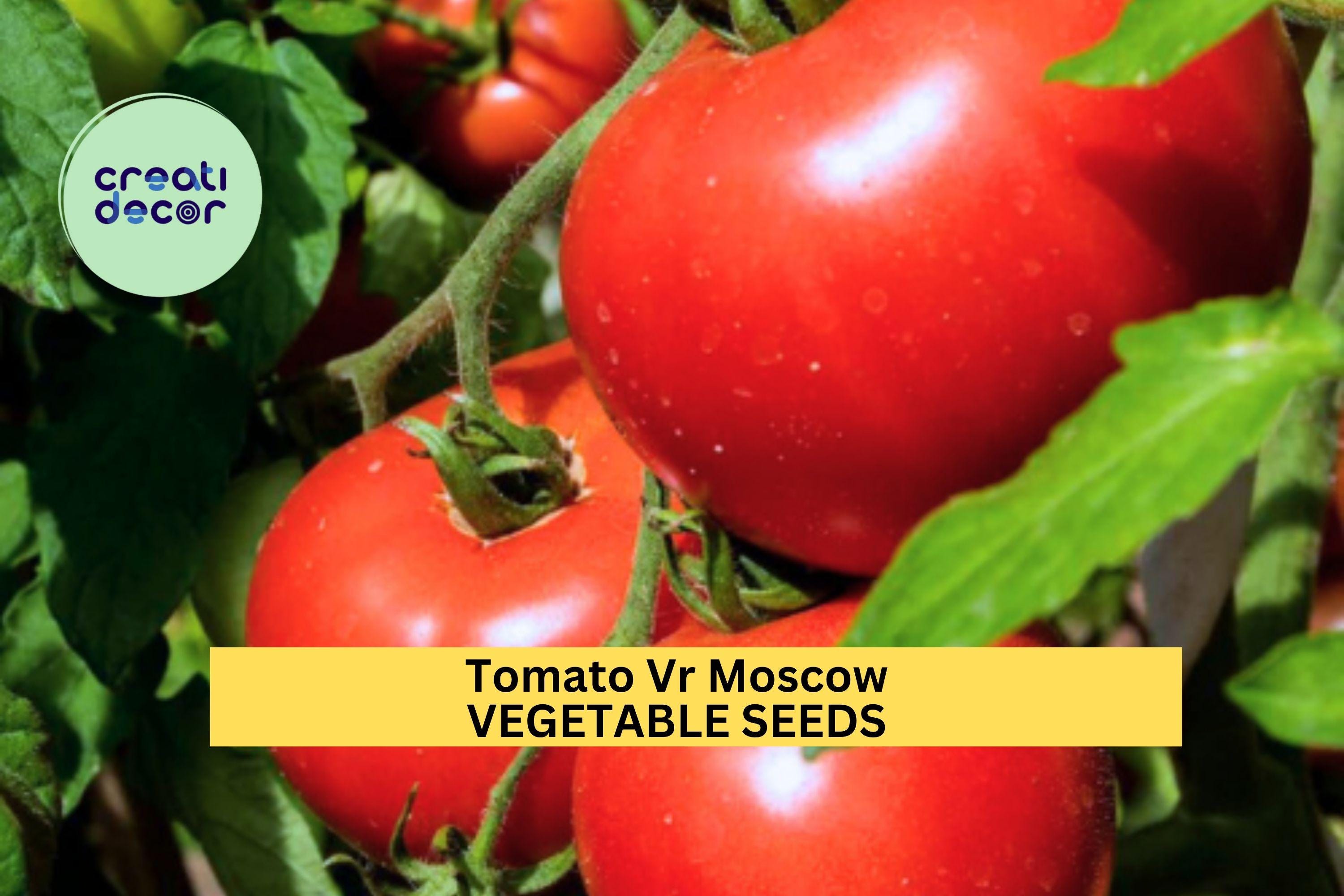 3pcs of 100mg Tomato VR Moscow Seeds – Early Heirloom Variety,Cold Tolerant,Rich Flavor, Great Garden & Container Growing Seeds for Planting