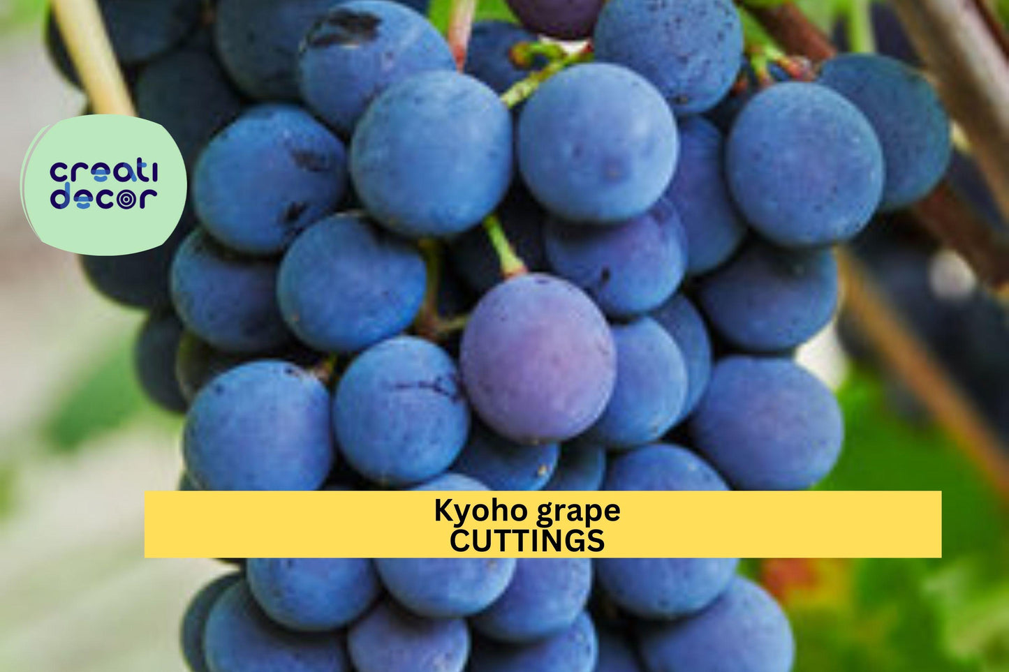 6 Kyoho Grape Cuttings – Japanese Vitis vinifera Variety | 巨峰葡萄 | Unrooted Starter Vines for Planting | US Seller, Fast Ship