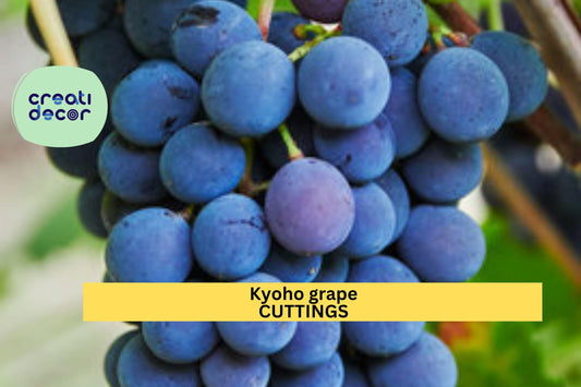 6 Kyoho Grape Cuttings – Japanese Vitis vinifera Variety | 巨峰葡萄 | Unrooted Starter Vines for Planting | US Seller, Fast Ship