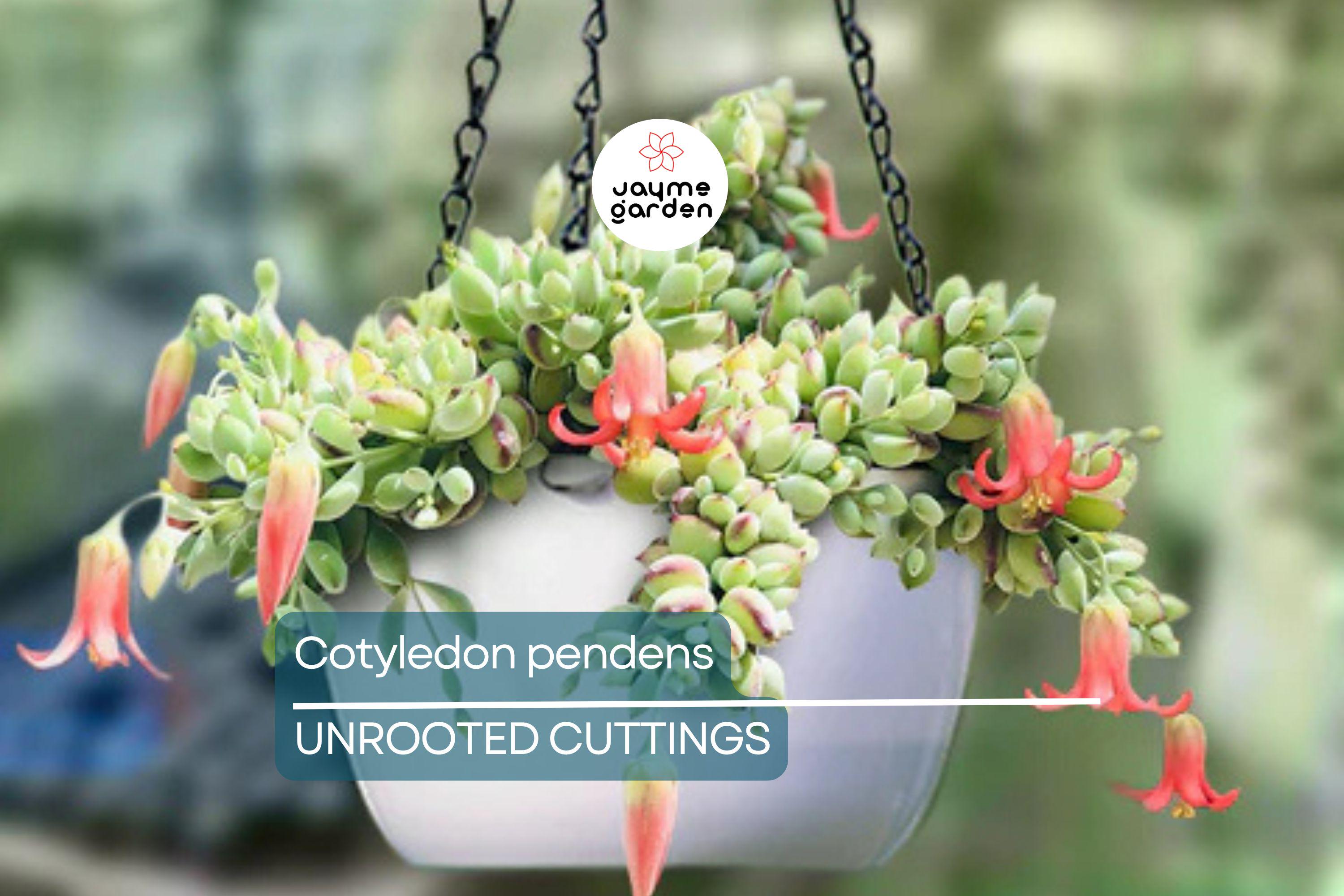 4 Unrooted Cotyledon Pendens Succulent Cuttings - 3-4" Long - Rare & Beautiful!