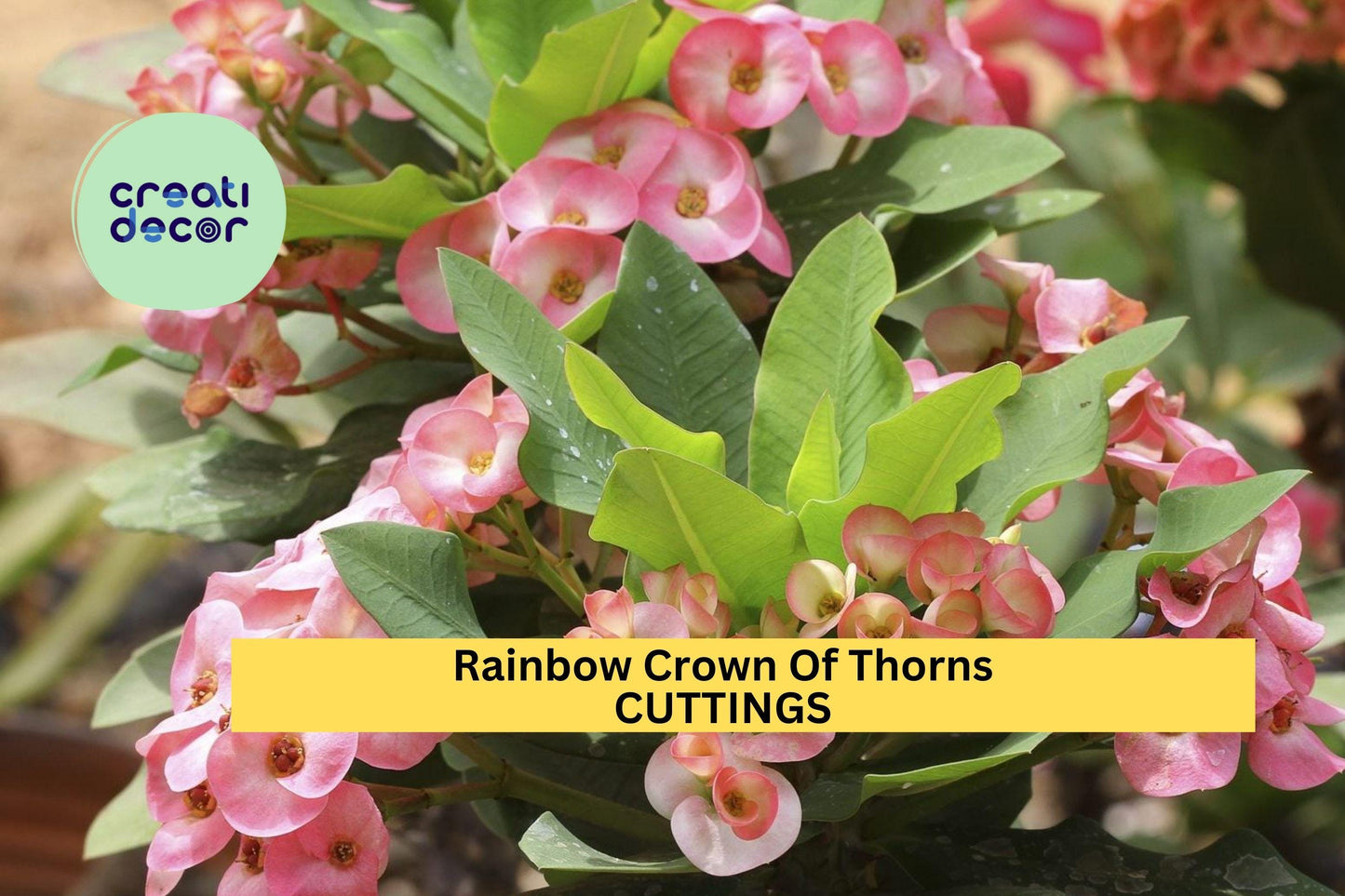 Rainbow Crown of Thorns Cutting | Euphorbia Milii Colorful Succulent Starter | 1 Unrooted Cutting | Easy Care Drought Tolerant