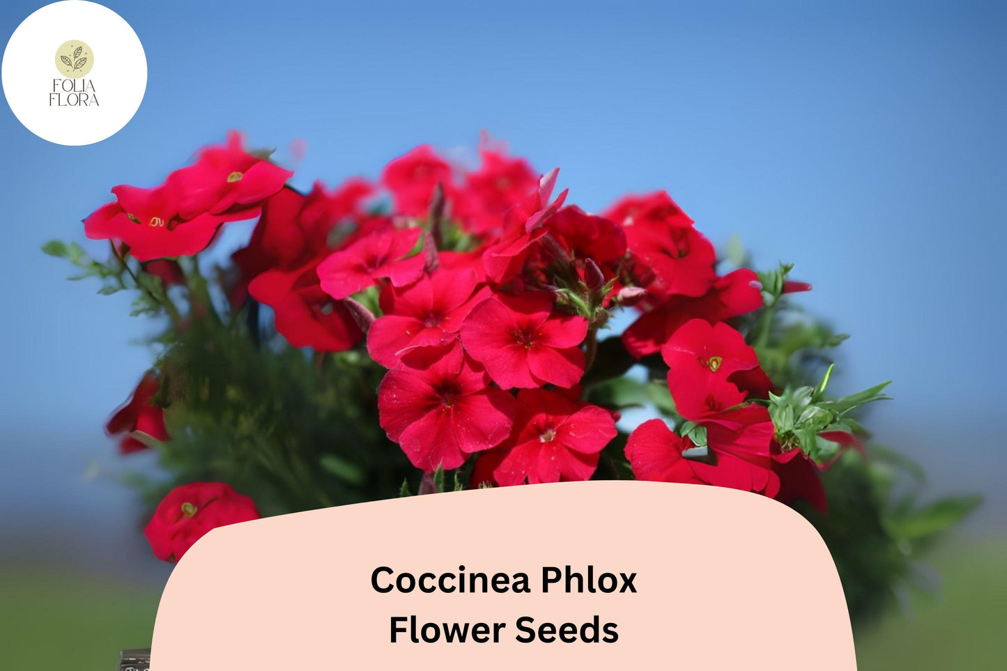 100+ Coccinea Phlox Seeds for Planting | Scarlet Phlox drummondii Annual Flower Seeds | Bright Red Blooms for Garden & Borders