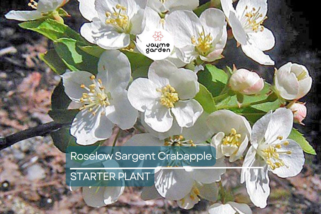 Roselow Sargent Crabapple Tree – Live Bare Root Plant Malus sargentii ‘Roselow,’ 10–12" Shipping Size