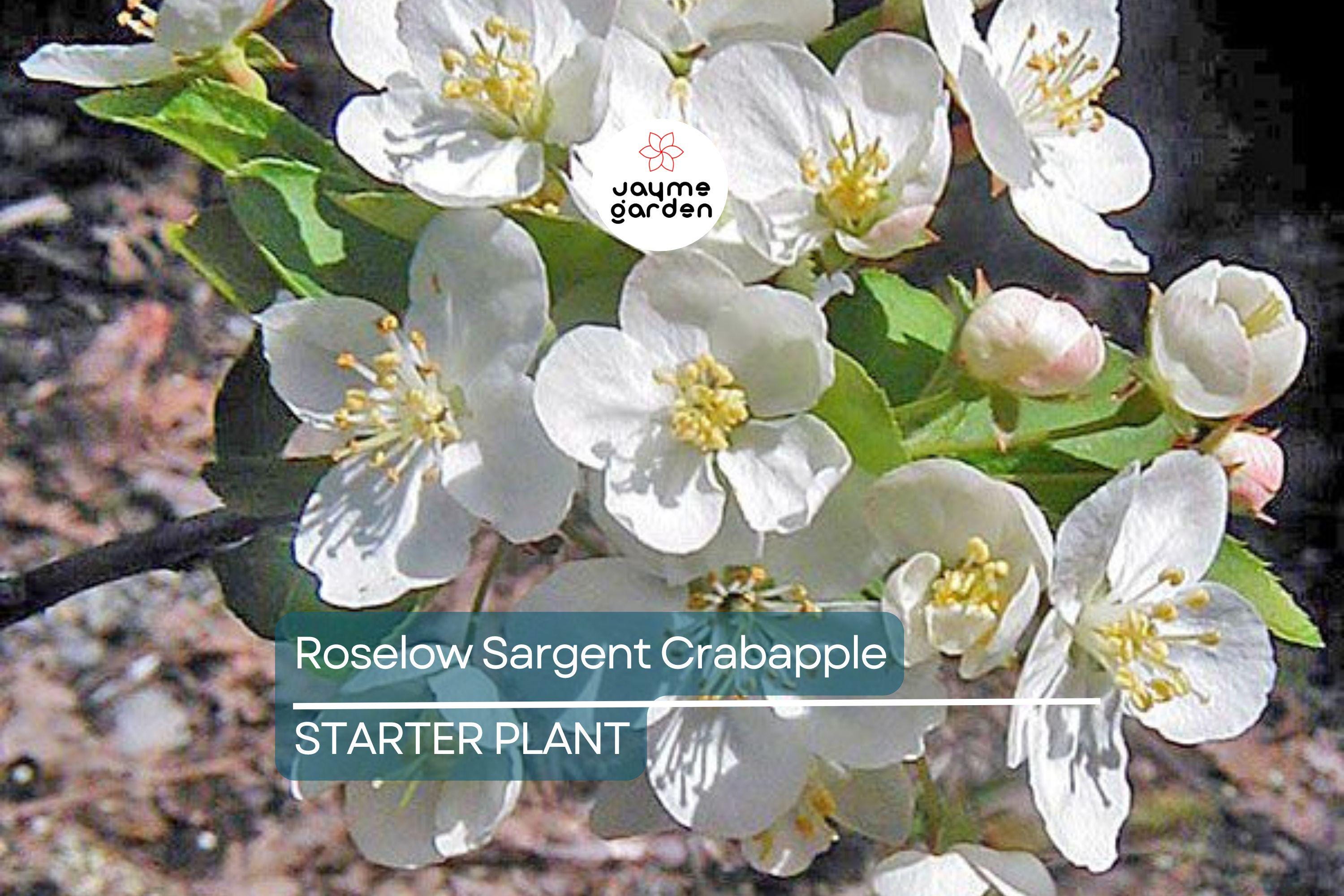 Roselow Sargent Crabapple Tree – Live Bare Root Plant Malus sargentii ‘Roselow,’ 10–12" Shipping Size