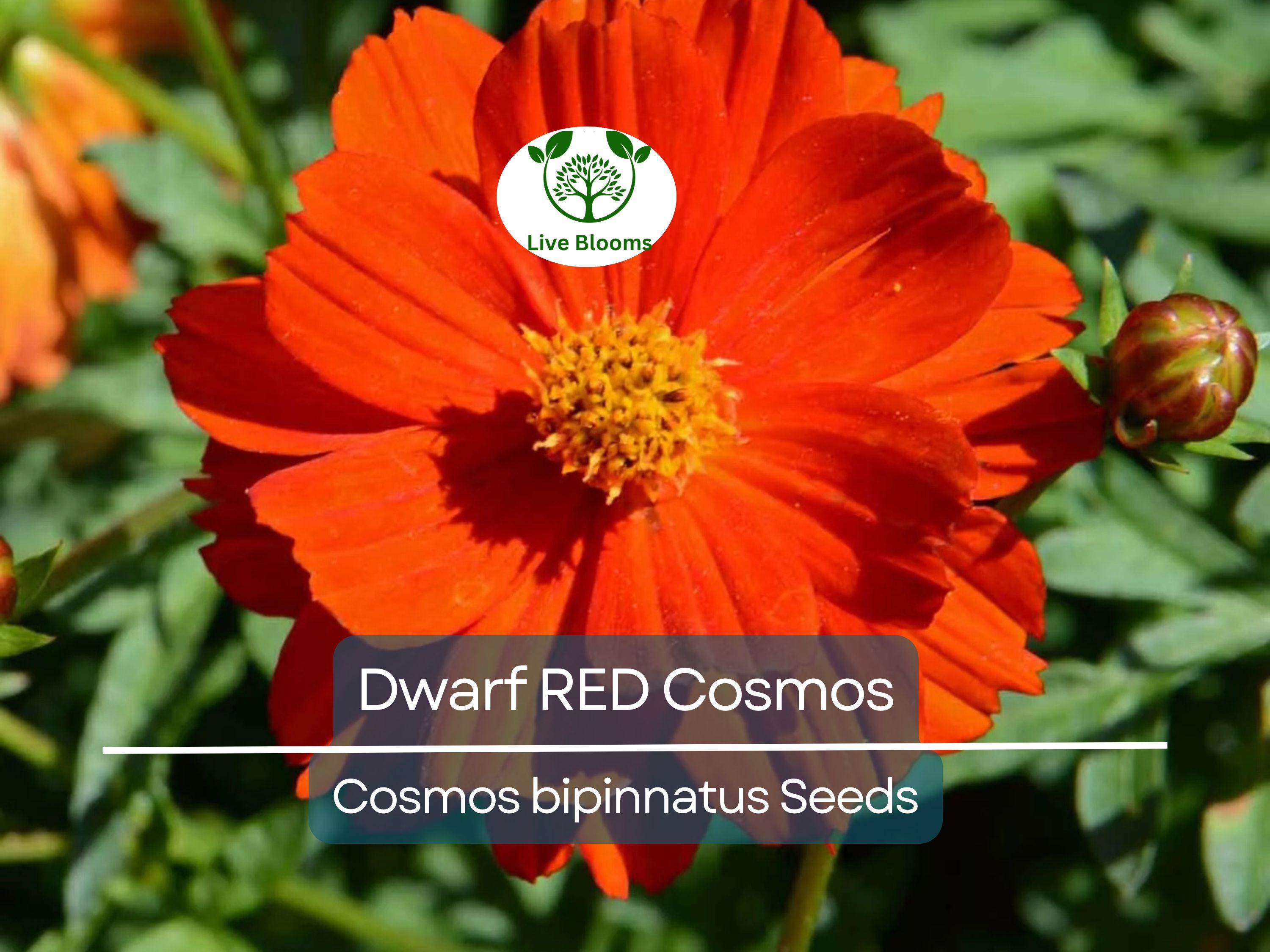 100 Dwarf RED Cosmos Seeds | Cosmos bipinnatus Dwarf Variety | 9-12” Tall, Red Blooms, Non-GMO, Butterfly Friendly, Easy Annual