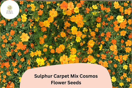 200+ Sulphur Carpet Mix Cosmos Seeds | Cosmos sulphureus Orange Yellow Red Blend | Dwarf Garden Flower Seeds