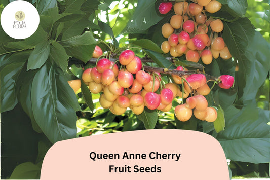 10+ Queen Anne Cherry Seeds | Sweet Yellow-Red Cherry Tree Seeds for Garden Planting | Summer Harvest Fruit Tree Seeds
