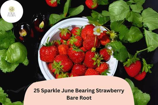 25 Sparkle Strawberry Plants | Live Bare Root June-Bearing | NON-GMO Fragaria × ananassa Garden Fruit