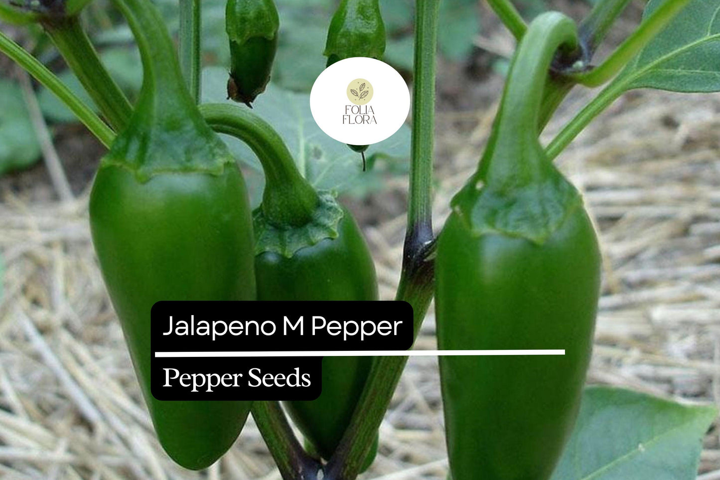 25 Jalapeño M Pepper Seeds – Capsicum annuum – Heirloom, Non-GMO, Medium Heat (2,500–5,000 SHU)