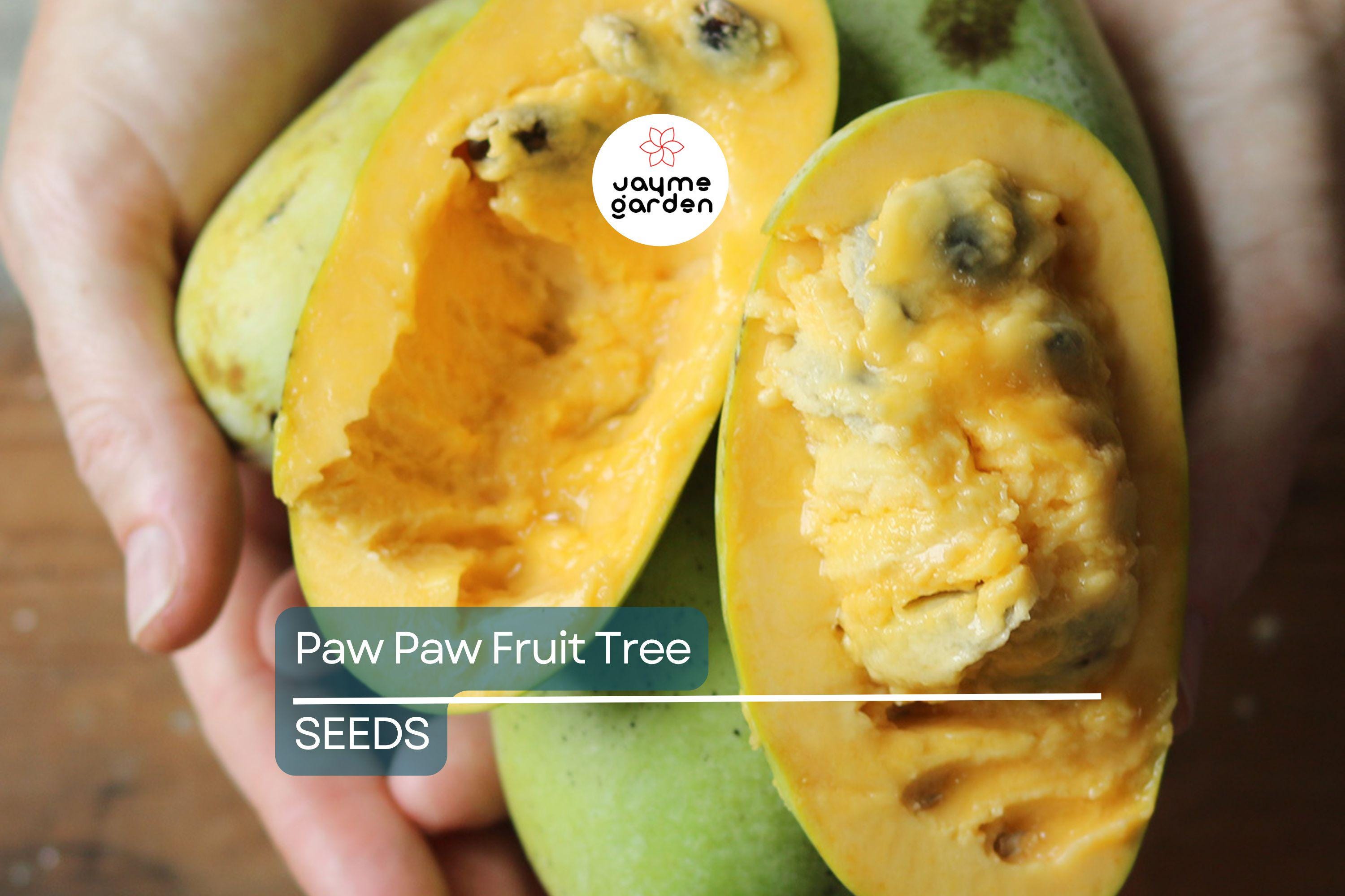 5 Paw Paw Tree Seeds (Asimina Triloba) | Fresh Stratified Indiana Banana Seeds | Ready to Plant | Unique Fruit & Purple Blossoms