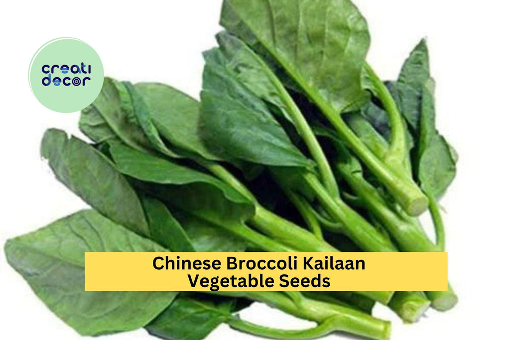3pcs x 500mg Chinese Broccoli Kailaan Seeds – Open Pollinated Asian Greens for Garden Beds or Container Growing