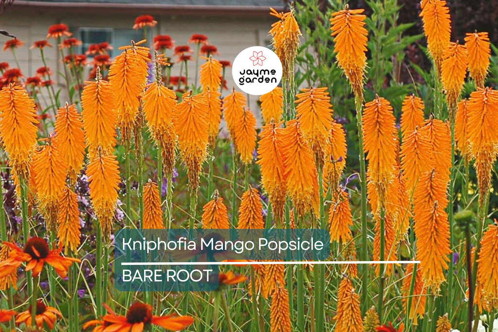 Kniphofia ‘Mango Popsicle’ – 1 Bare Root Hot Poker Plant, Perennial, Drought-Tolerant, Orange Blooms