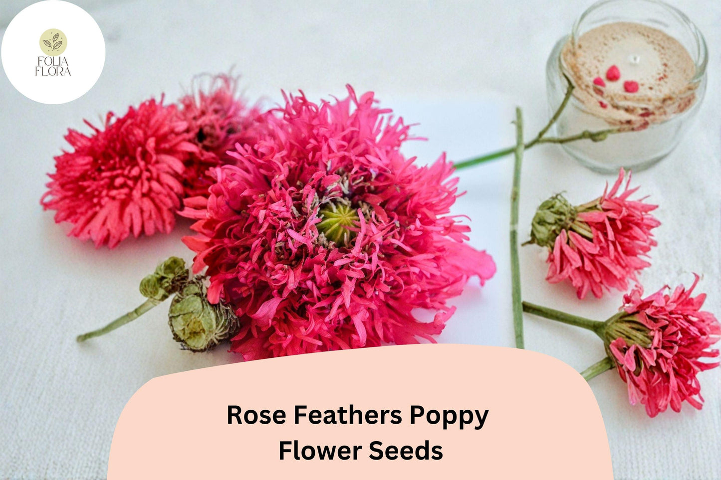 200+ Rose Feathers Poppy Seeds for Garden Planting – Soft Pink Feathery Blooms, Easy to Grow Perennial Wildflower