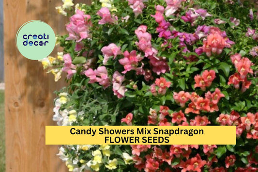 1000+ Candy Showers Mix Snapdragon Seeds – Cascading Colorful Blooms for Garden Planting, Great for Hanging Baskets & Borders – USA