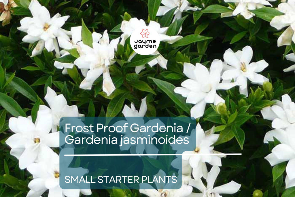 Frost Proof Gardenia Starter Plant - Evergreen Shrub, 7-10 Inches Tall - Highly Fragrant Blooms for Gardens, Containers & Landscaping