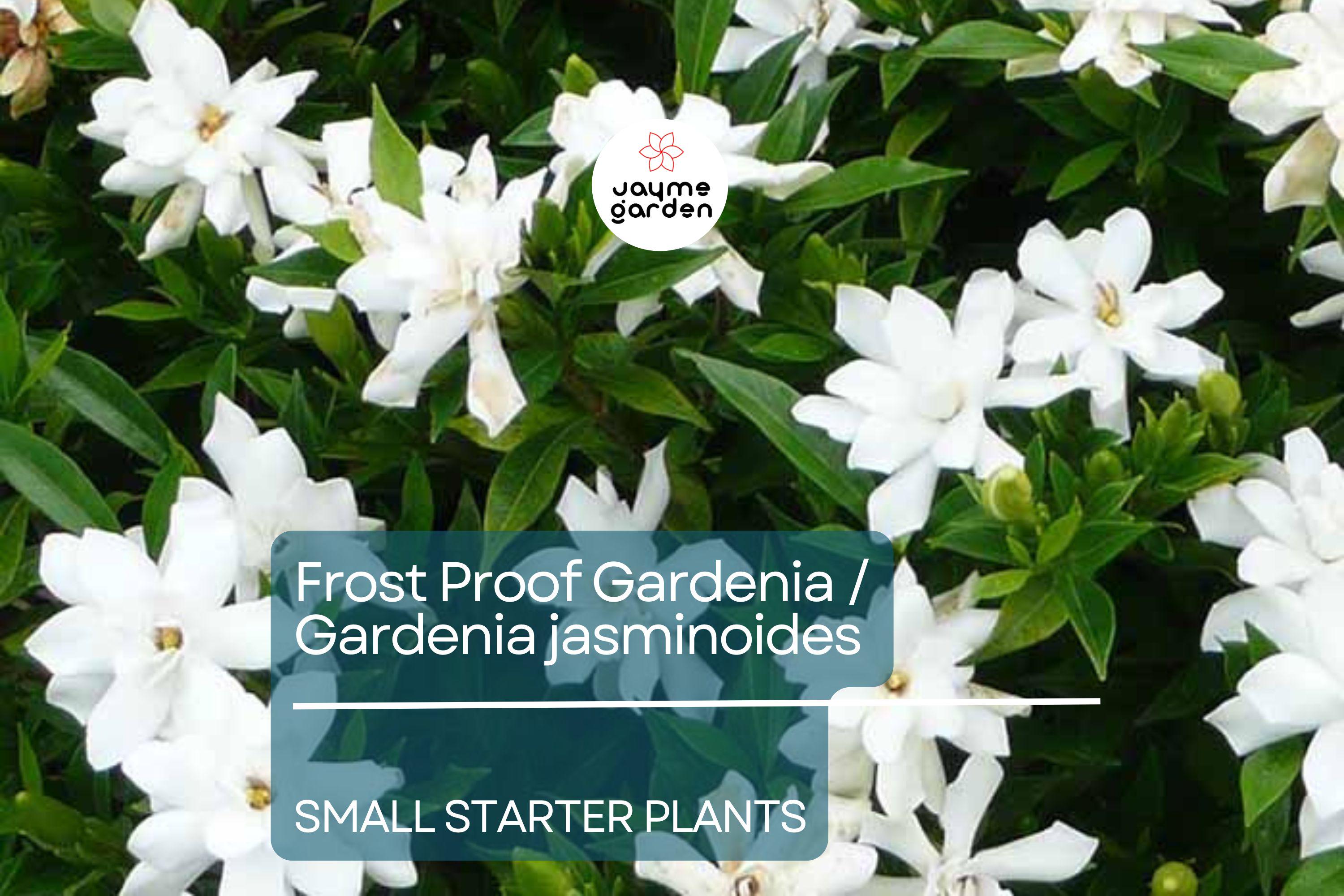 Frost Proof Gardenia Starter Plant - Evergreen Shrub, 7-10 Inches Tall - Highly Fragrant Blooms for Gardens, Containers & Landscaping