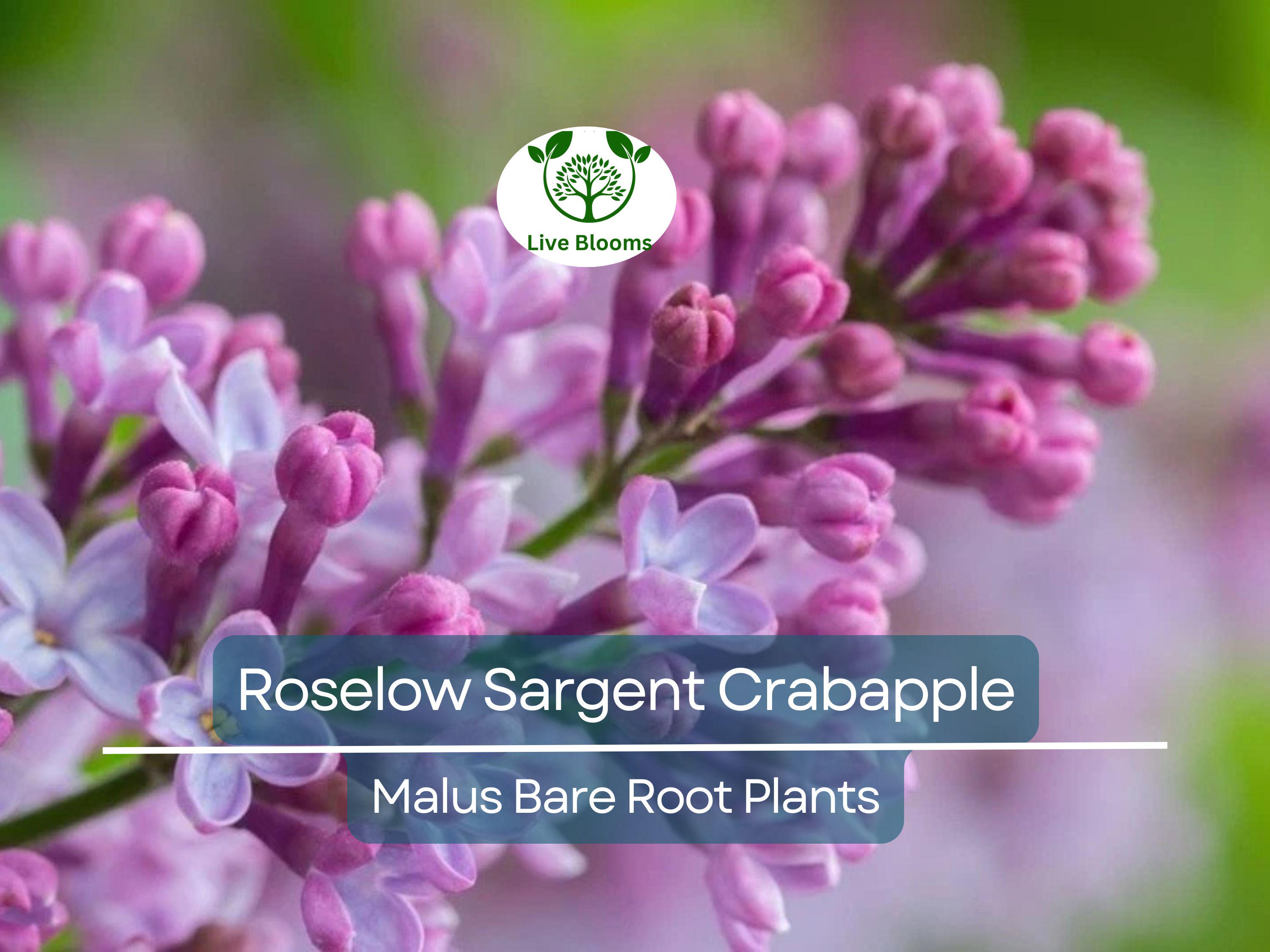 1 Roselow Sargent Crabapple Tree – 8–10" Live Bare Root Plant – Spring Blooms, Compact Ornamental, Wildlife-Friendly