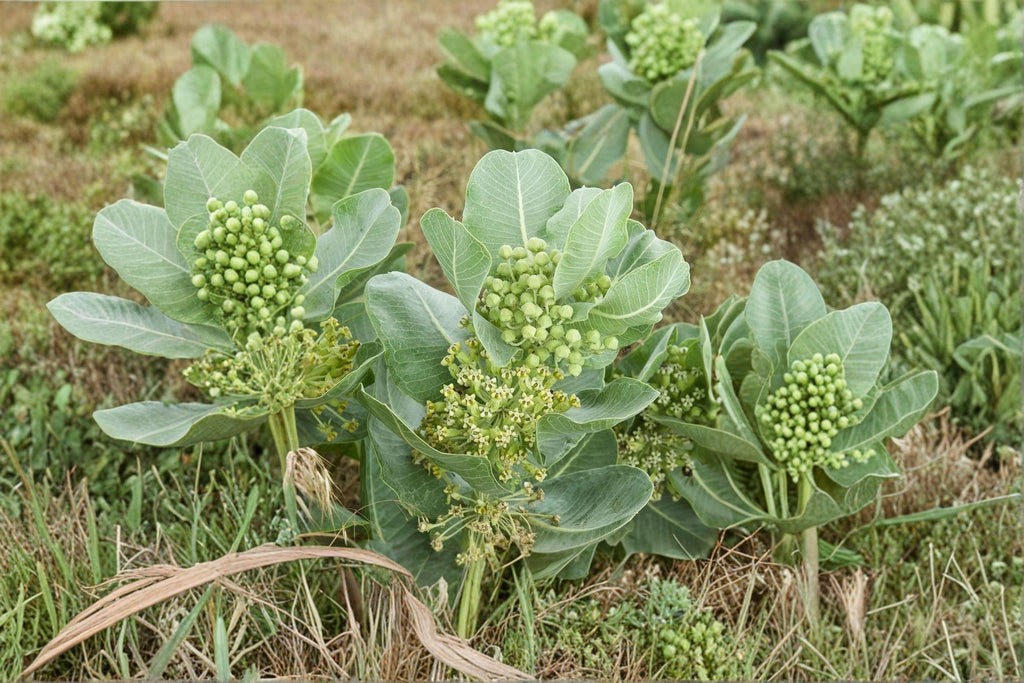 Asclepias arenaria – Western Sand Milkweed | 10 Seeds | Native Milkweed Wildflower | Monarch Butterfly Host Plant
