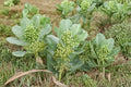 Asclepias arenaria – Western Sand Milkweed | 10 Seeds | Native Milkweed Wildflower | Monarch Butterfly Host Plant