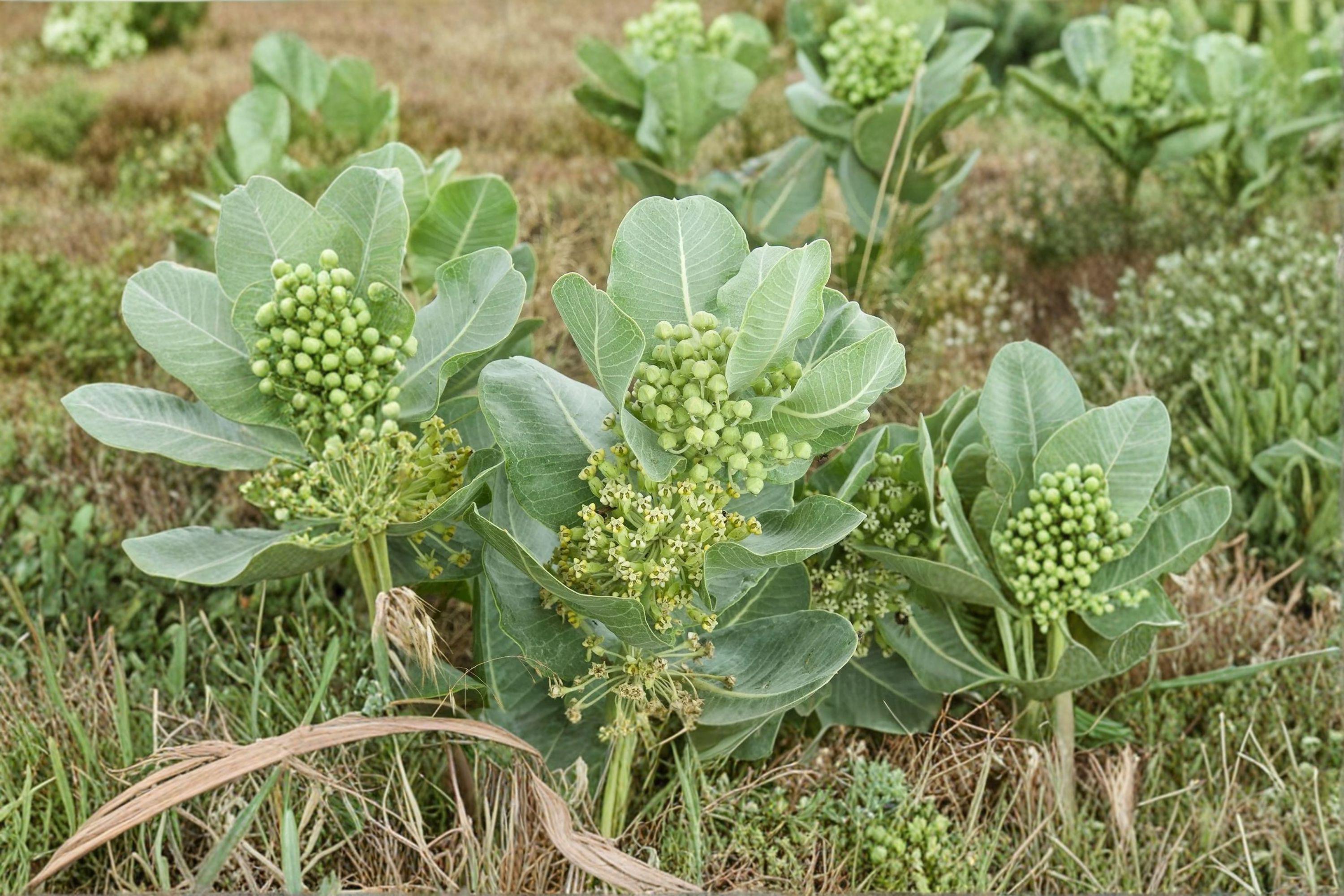 Asclepias arenaria – Western Sand Milkweed | 10 Seeds | Native Milkweed Wildflower | Monarch Butterfly Host Plant
