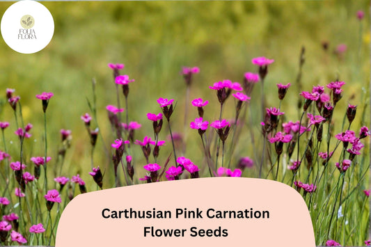 200+ Carthusian Pink Carnation Seeds | Dianthus carthusianorum | Bright Pink Blooms for Garden & Borders