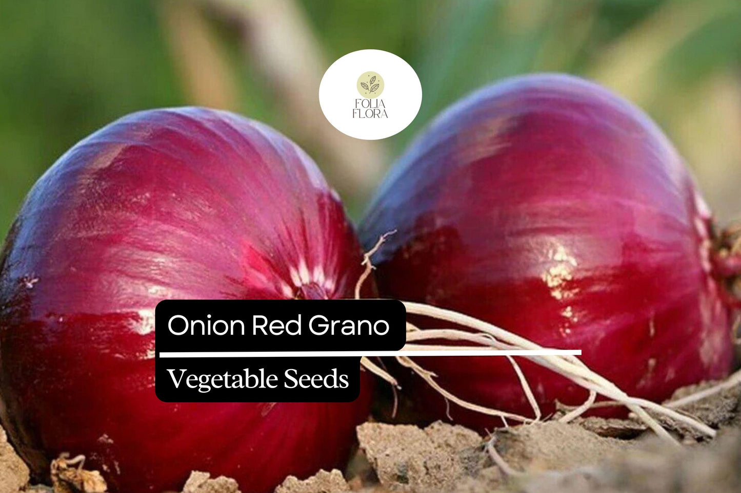 200 Seeds Red Grano Onion, Allium Cepa, Sweet Red Bulb Onion for Gardens