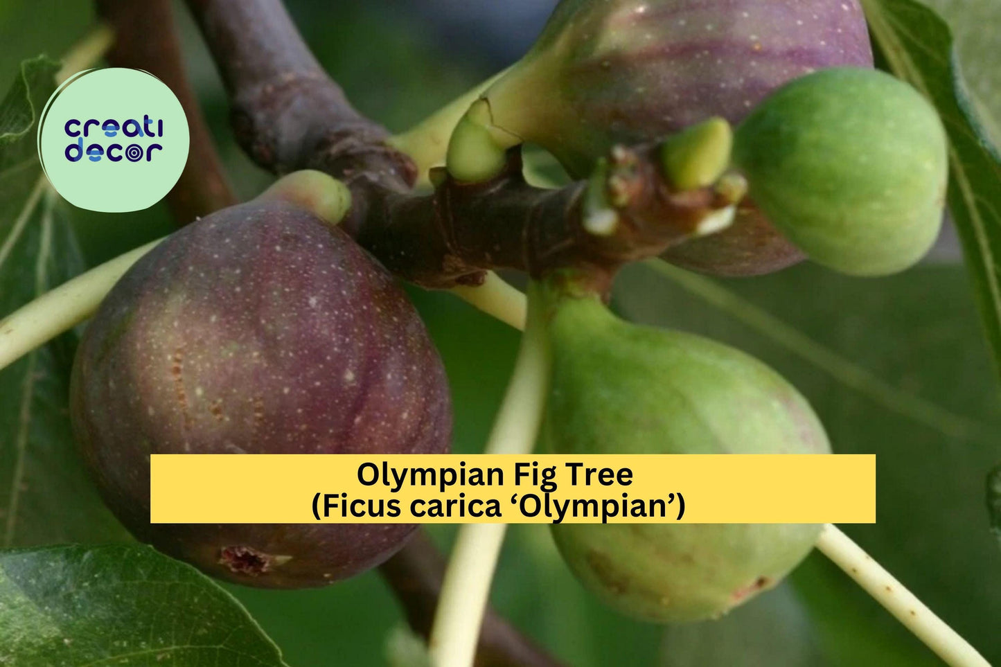 Olympian Fig Tree – Ficus carica ‘Olympian’ – Hardy Fruiting Fig Tree – Live Plant or Bare Root for Garden or Patio
