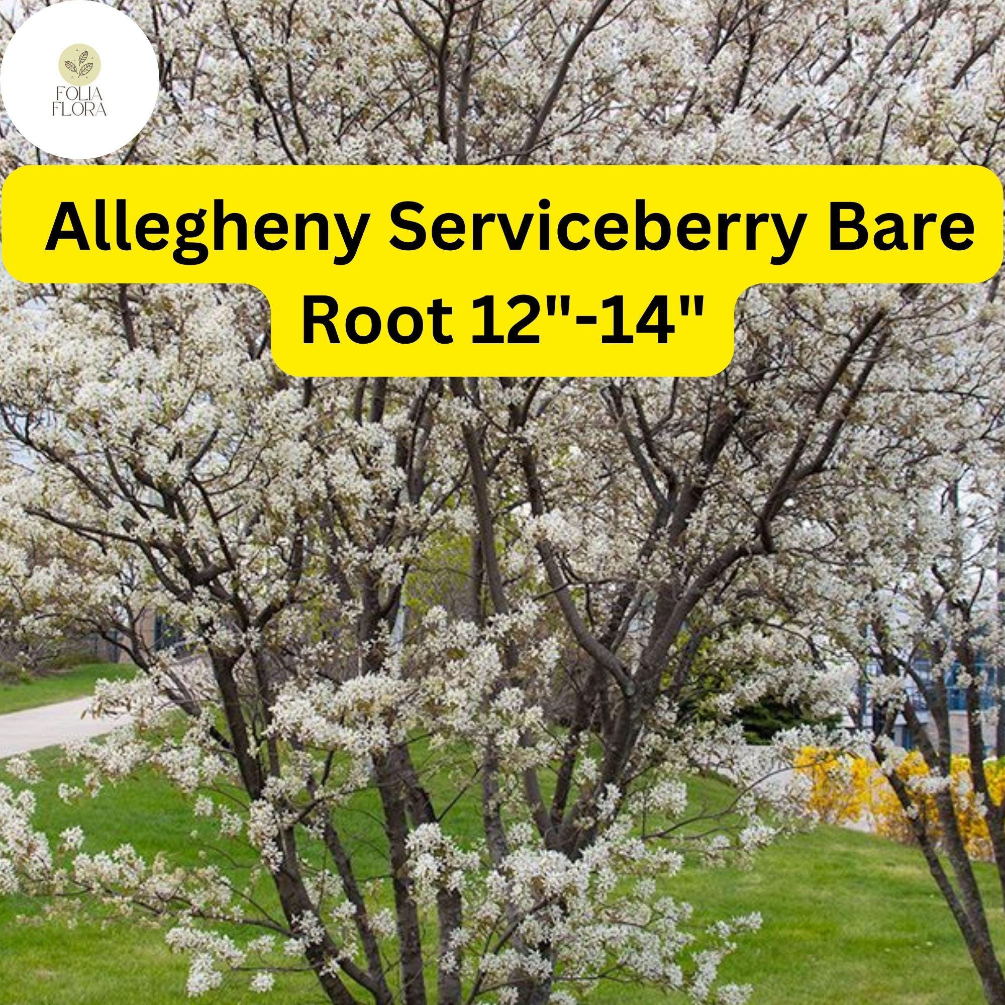 1 Allegheny Serviceberry Tree - Live Bare Root Plant 12"-14" (Amelanchier laevis)
