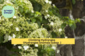 Climbing Hydrangea Vine – Hydrangea anomala petiolaris Live Plant, Fragrant White Blooms & Lush Green Foliage for Shade Gardens Zones 5–9