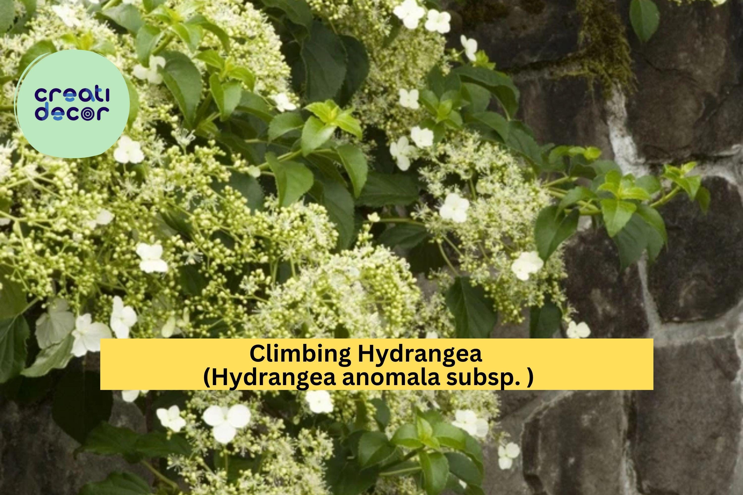 Climbing Hydrangea Vine – Hydrangea anomala petiolaris Live Plant, Fragrant White Blooms & Lush Green Foliage for Shade Gardens Zones 5–9