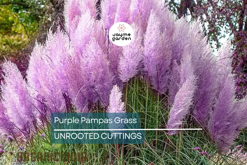 Purple Pampas Grass (Cortaderia selloana) - 4 Live Plugs, 3-5" Tall | Ornamental Grass with Dusty-Purple Plumes