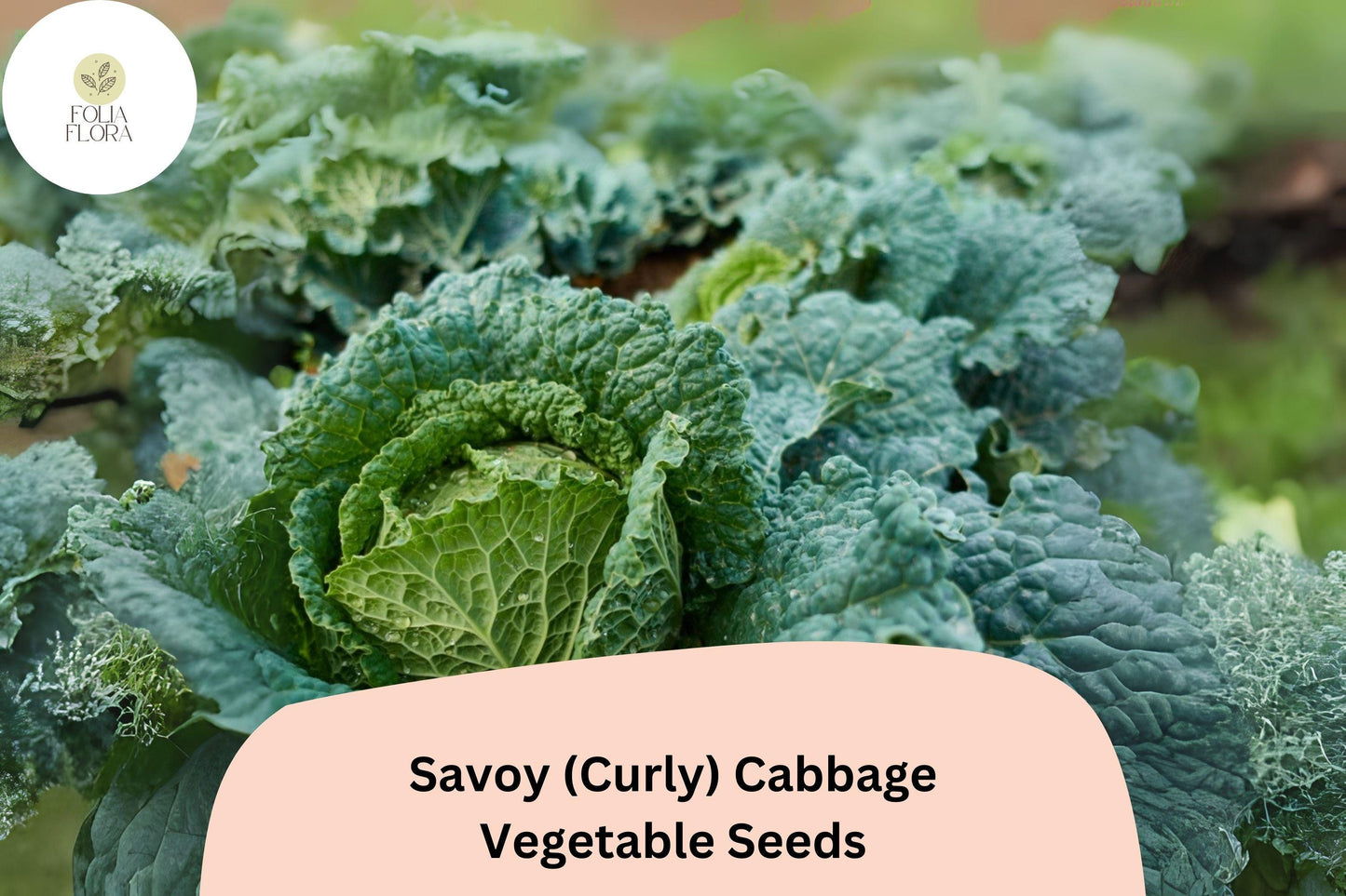 500+ Savoy Cabbage Seeds | Curly-Leaf Heirloom Vegetable | Brassica oleracea | Bulk Seeds for Garden Planting