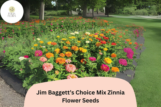 100+ Jim Baggett’s Choice Mix Zinnia Seeds – Tall Colorful Blooms for Cutting & Summer Gardens